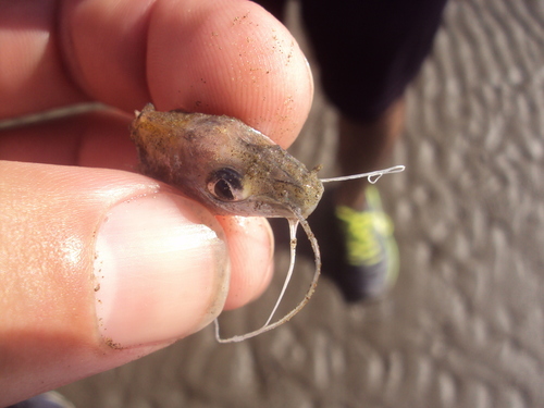 Liplose antennemeerval (Iheringichthys labrosus) — Pimelodidae — 3
