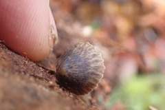 Pseudohydropus parafunebris