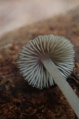 Pseudohydropus parafunebris