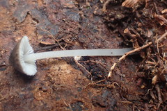 Pseudohydropus parafunebris