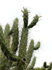 Austrocylindropuntia