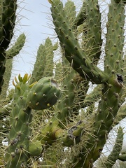 Austrocylindropuntia
