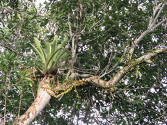 Aechmea bracteata