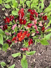 Viola × wittrockiana