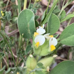 Tripodion tetraphyllum