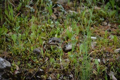 Drusia ibera
