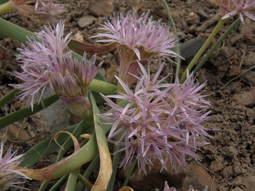 Twinleaf onion (Allium anceps)