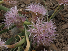 Allium anceps