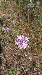 Dichelostemma multiflorum
