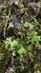 Delphinium tricorne