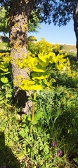 Smyrnium perfoliatum rotundifolium