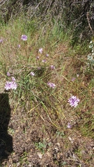 Dichelostemma multiflorum