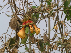 Dilleniaceae