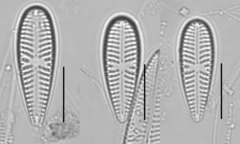 Gomphonella olivacea