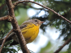 Setophaga discolor