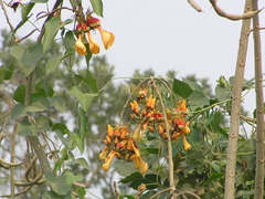 Dilleniaceae