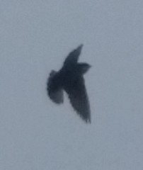 Chaetura pelagica
