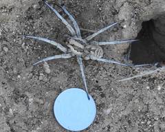 Araneae