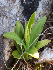 Himantoglossum hircinum