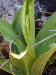 Himantoglossum hircinum