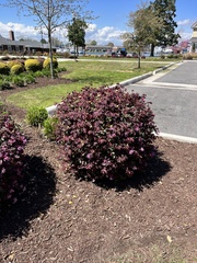 Loropetalum chinense