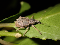 Catoptes binodis