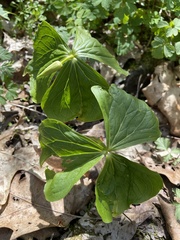 Trillium flexipes