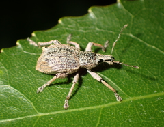 Catoptes binodis