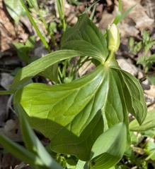 Trillium flexipes