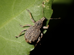 Catoptes binodis