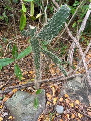 Consolea moniliformis