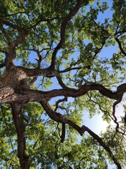 Quercus virginiana