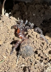 Cyclocosmia