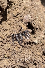 Cyclocosmia