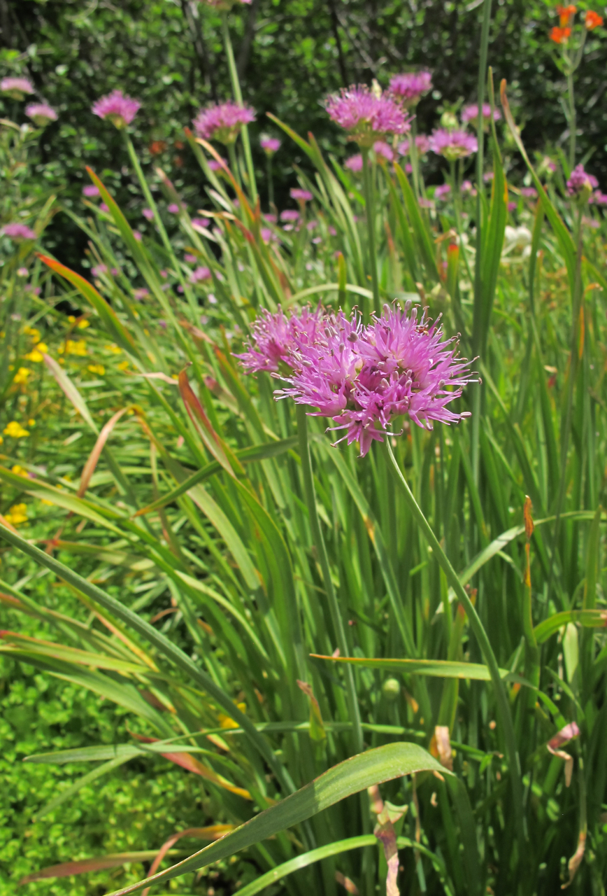 Allium validum