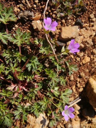 pakost holubí (Geranium columbinum)