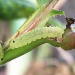 Monardis plana