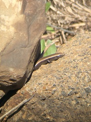 Chalcides viridanus