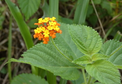 Lantana camara