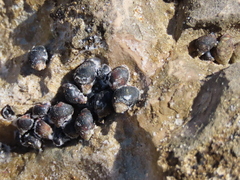 Melarhaphe neritoides