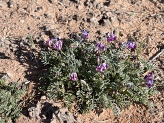 Astragalus desperatus