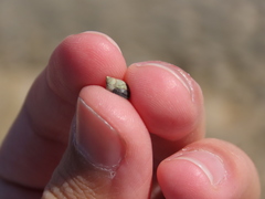 Melarhaphe neritoides