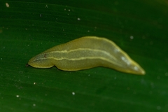 Vaginulus taunaisii