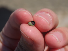 Melarhaphe neritoides