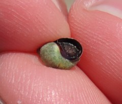 Melarhaphe neritoides