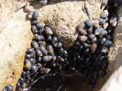 Melarhaphe neritoides