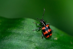 Neolema fasciata