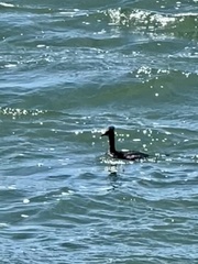 Podiceps grisegena