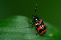 Neolema fasciata