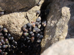 Melarhaphe neritoides